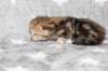 girl5sibny22img_960113_small.jpg