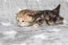girl5sibny22img_960115_small.jpg