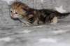 girl5sibny22img_960117_small.jpg