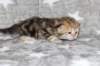 girl5sibny22img_96014_small.jpg