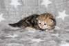 girl5sibny22img_96015_small.jpg