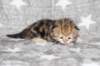 girl5sibny22img_96016_small.jpg