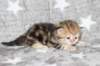 girl5sibny22img_96017_small.jpg