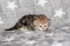 girl5sibny22img_96018_small.jpg