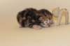 boysibny2214_small.jpg