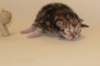boysibny224_small.jpg