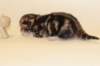 boysibny227_small.jpg