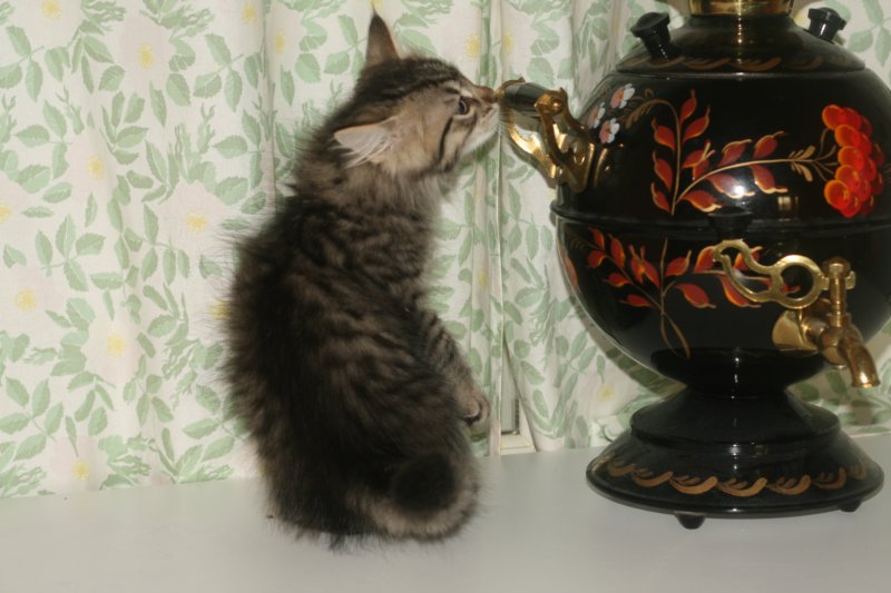 leevi.jpg