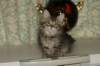leevi10_small.jpg