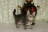 leevi11_small.jpg