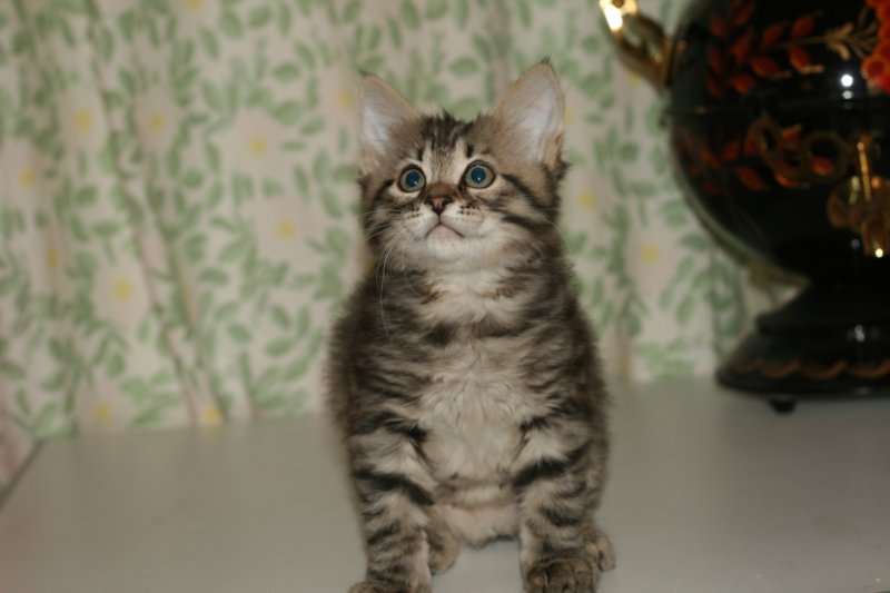 leevi12.jpg