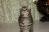 leevi12_small.jpg