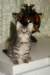 leevi13_small.jpg