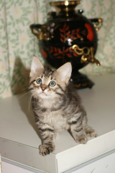 leevi14.jpg