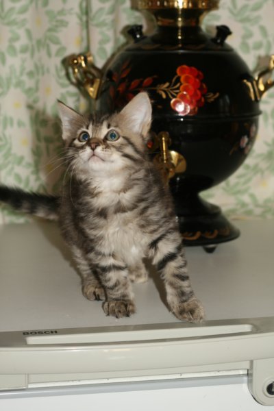 leevi16.jpg