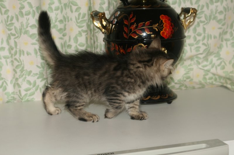 leevi2.jpg