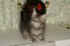 leevi5_small.jpg