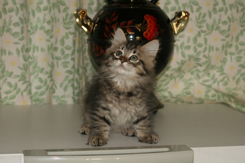 leevi6.jpg