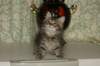 leevi6_small.jpg
