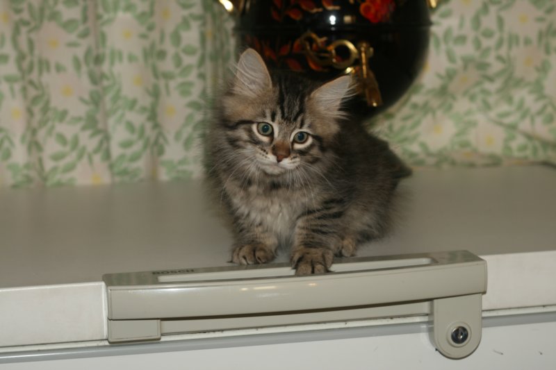 leevi8.jpg