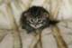 leeviboy11_small.jpg