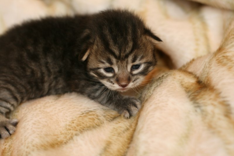 leevi2.jpg