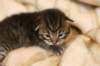leevi3_small.jpg