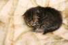leevi_small.jpg