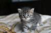 leeviboy16_small.jpg