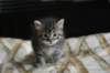 leeviboy24_small.jpg