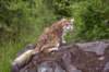 img_2544copy_small.jpg