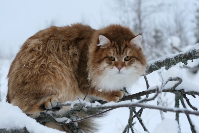 lucassibarisaboutoneyearold6.jpg