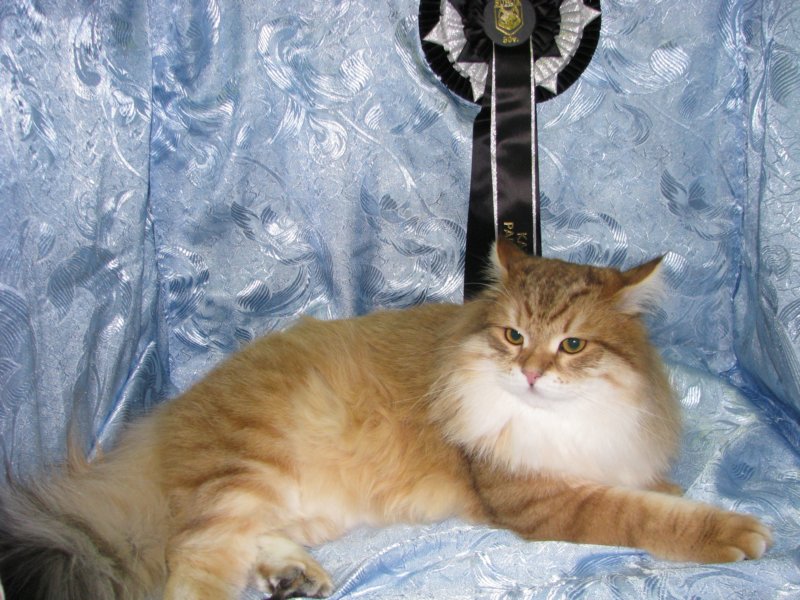 chlucassibarisru10.jpg