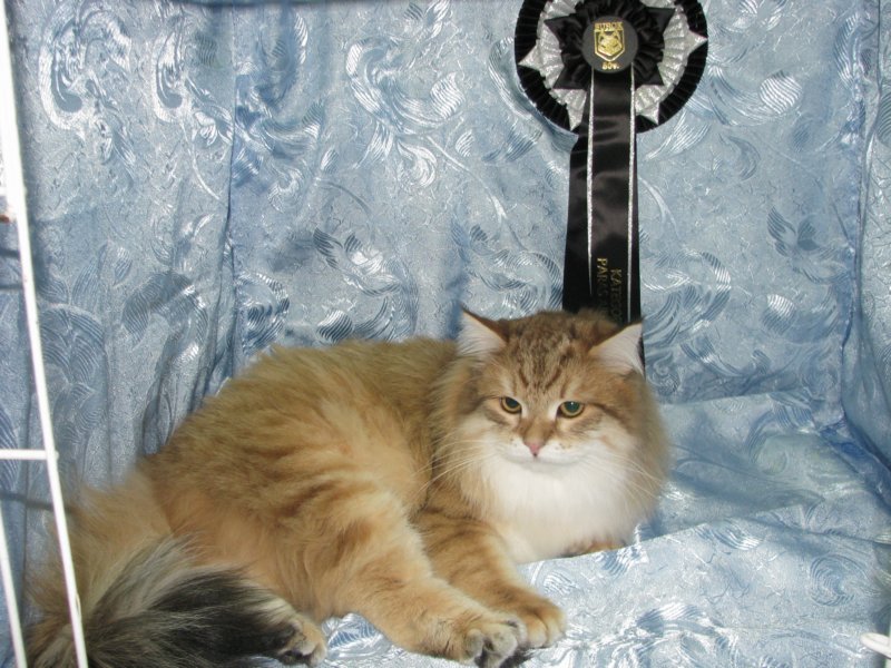 chlucassibarisru2.jpg