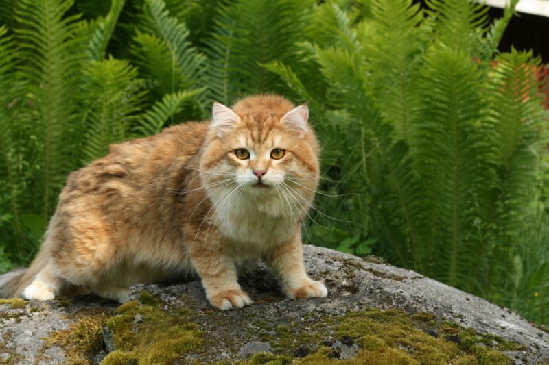 lucassibaristhegoldenmale11.jpg