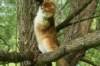lucassibaristhegoldenmale34_small.jpg