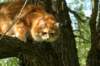 lucassibaristhegoldenmale44_small.jpg