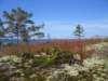 juhannus2004virolahdella083_small.jpg