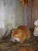 Photo Number 14