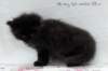 alluboyn55weeks98202428_small.jpg