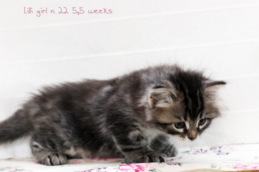 lilligirln2255weeks98202410.jpg