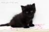 mantagirln0955weeks6_small.jpg