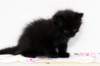 mantagirln0955weeks9_small.jpg
