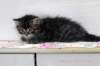 nuppugirln2455weeks9820246_small.jpg