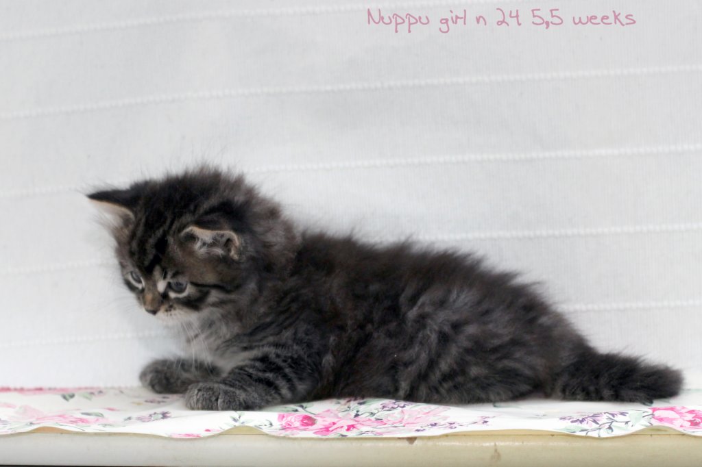 nuppugirln2455weeks9820248.jpg