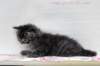 nuppugirln2455weeks9820248_small.jpg