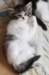 pihlagirln092455weeks9820246_small.jpg