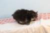 miukutassutnipapoikasibn22ruskeaclassictabby122_small.jpg