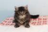 miukutassutnipapoikasibn22ruskeaclassictabby12_small.jpg