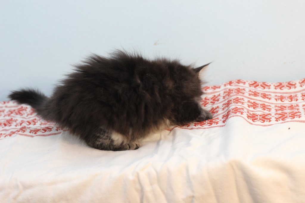miukutassutnipapoikasibn22ruskeaclassictabby13.jpg